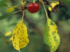 Защита сада от грибка: комплексные меры борьбы и профилактика коккомикоза вишни