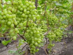 Виноград Кеша: описание сорта, фото и отзывы садоводов
