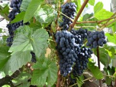 Виноград посадка и уход в открытом грунте в сибири