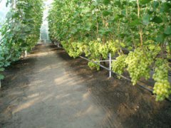 Можно ли выращивать виноград в теплице?