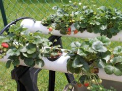 Как выращивать клубнику в трубах в домашних условиях
