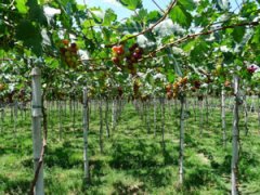 Виноград выращивание и уход в средней полосе